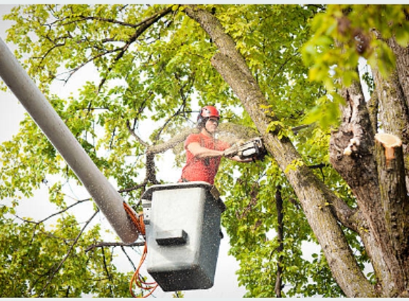 Top Quality Tree Service - Lebanon, TN