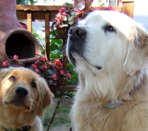 Best Friends Animal Hospital - Minneapolis, MN