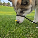 Full House Dog Training - Dog Training