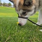 Full House Dog Training