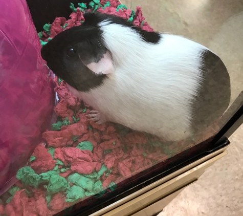 PetSmart - Hemet, CA