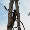 Dano's Tree Service - Arborists