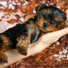 Timber and Co. Dog Training