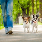 Urban Tails Dog Walking and Pet Sitting