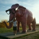 Pink Elephant