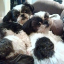 Furry Kids Pet Sitting - Pet Specialty Services