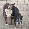 Honey Paws Dog Boarding gallery