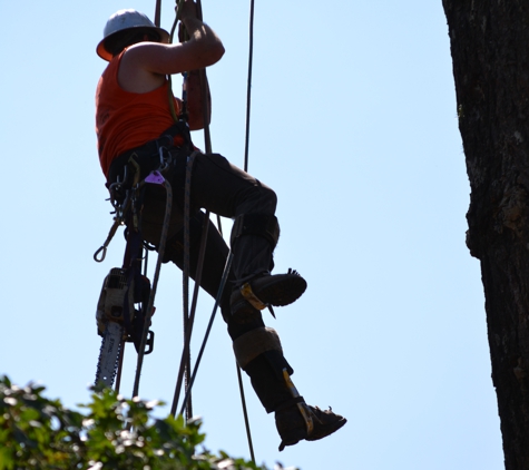 Charleston Tree Service - Mckinleyville, CA