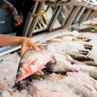 Sea World Fish Market