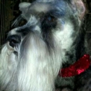 Schnauzer Snips Grooming - Pet Grooming