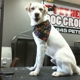 Pet Heroes Dog Grooming