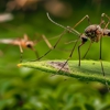 All Cape Pest Control gallery