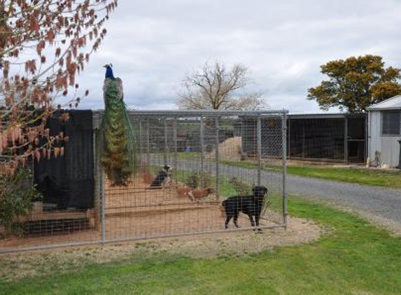 Doggie Motel & Cattery - Cardigan, VIC