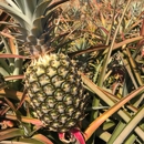 Maui Pineapple Tours - Historical Places