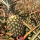 Maui Pineapple Tours