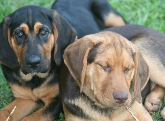 Pace Creek Pet Retreat - Whitewright, TX. my baby boys!