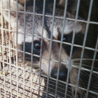 Ark Trapping
