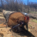 Precision Arbor Care - Arborists