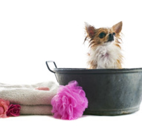 Pet Grooming - Millbury, MA