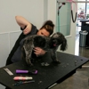 K-9 to Five, Doggy Playcare & Spa gallery