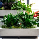 True Vines, Inc. - Plants-Interior Design & Maintenance
