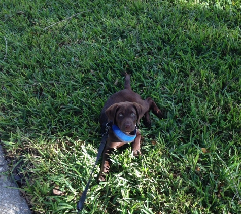 PetSmart - Orlando, FL