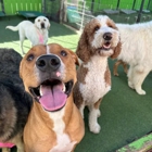Fon Jon Dog Boarding and Daycare of San Diego