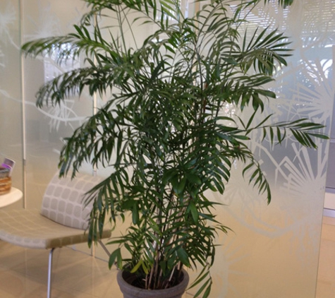 Darwin Indoor Plant Hire - Johnston, NT