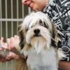 Crysler Animal Hospital gallery