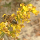 Panama City Honey Company