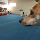 Ace Dog Sports Agility Training - Pet Training