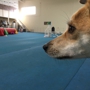 Ace Dog Sports Agility Training