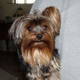 Play Pretty Yorkies Yorkshire Terriers