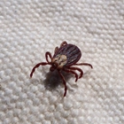 All Star Pest Control