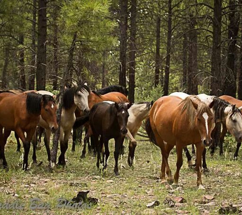 Overgaard Resort & Trailer Park - Overgaard, AZ. Heber/Overgaard Wild Horses