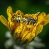 Acme Pest Management Inc gallery
