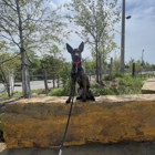 Off Leash K9 Training of Oklahoma