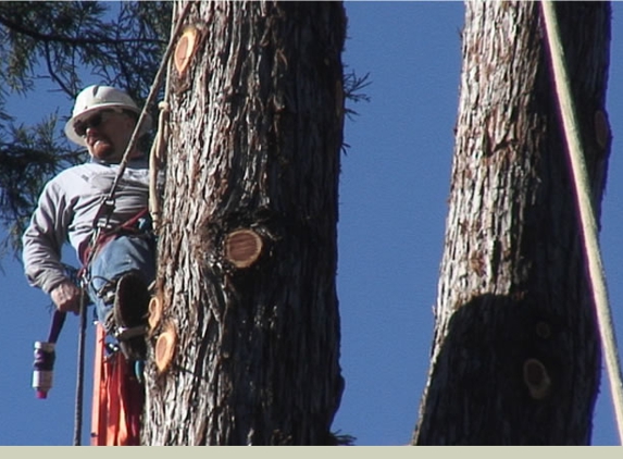 Fine Tree Care - Sebastopol, CA