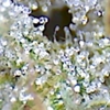 Five Star Legal Weed gallery