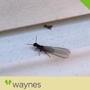 Waynes Pest Control