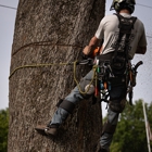 Mercer Tree Service
