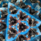Museum of Illusions