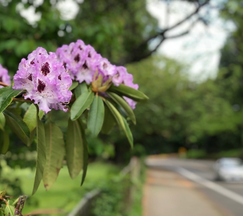 Crystal Springs Rhododendron - Portland, OR