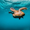Lanai Snorkel Safari gallery