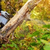M. Ramirez Tree Service gallery