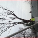 CSJ-USA Tree Service - Stump Removal & Grinding