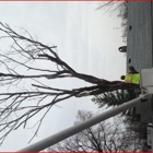 CSJ-USA Tree Service