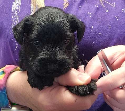 A'Lord Miniature Schnauzer - Athens, AL