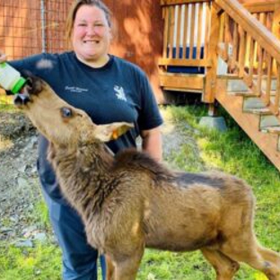 Alaska Wildlife Conservation Center - Girdwood, AK