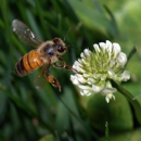 Honey Bee Rescue - Bee Control & Removal Service